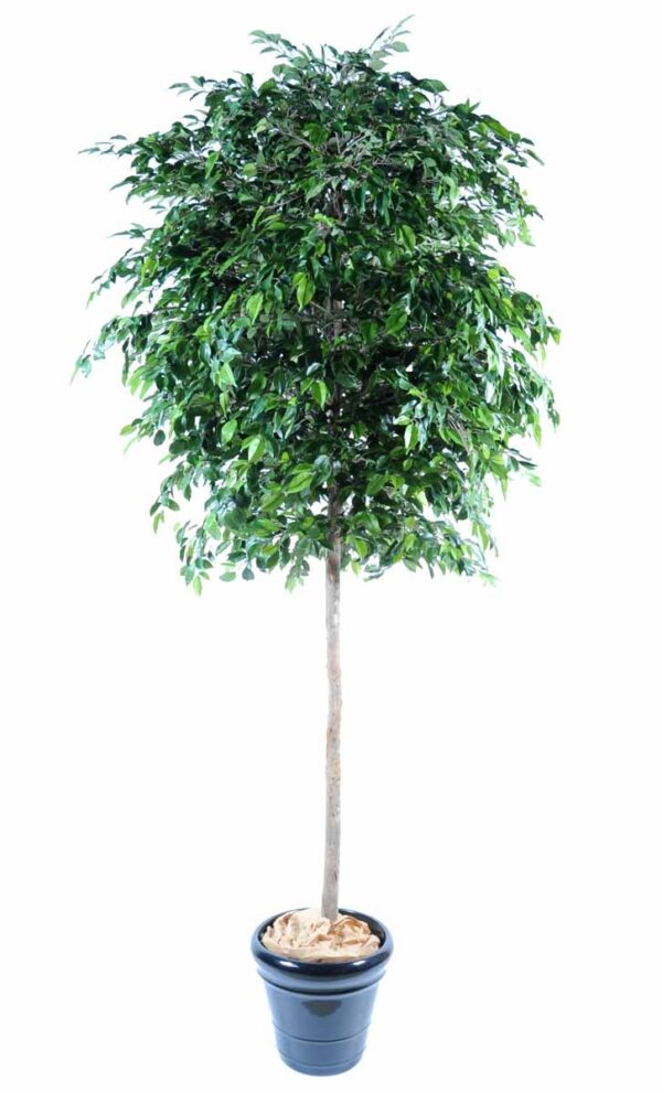 ficus artificiel natasja tree 1 1