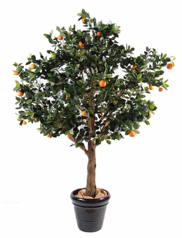 oranger arbre 1 1