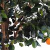 oranger arbre 3 1