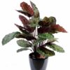 plante artificielle calathea roseopicta rouge vert 1 1
