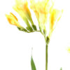 fleur artificielle fresia jaune 1 1