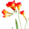 fleur artificielle fresia orange 1 1