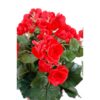 plante artificielle begonia rouge 2 1