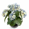 plante artificielle fleurie hortensia bleu 1 1