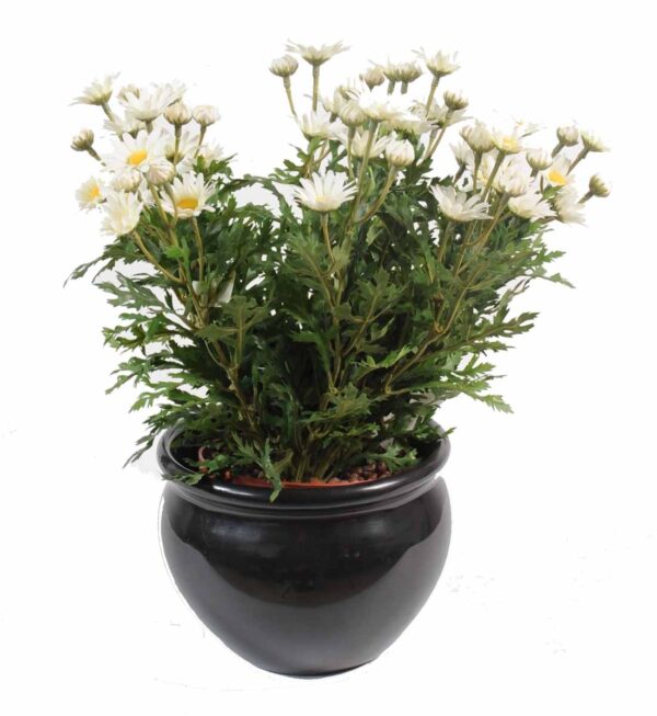 plante artificielle fleurie marguerite anthemis 1 1
