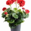plante artificielle geranium rouge 1 1
